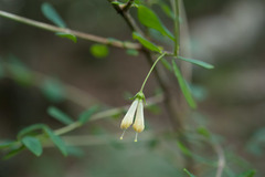 Lonicera kawakamii