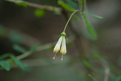 Lonicera kawakamii