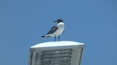 Leucophaeus atricilla