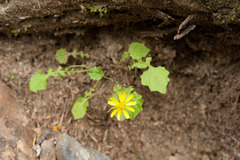 Lapsanastrum takasei