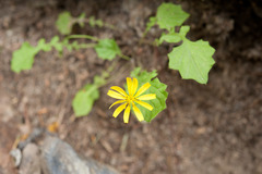 Lapsanastrum takasei