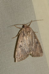 Apterogenum ypsillon