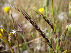 Piptochaetium montevidense