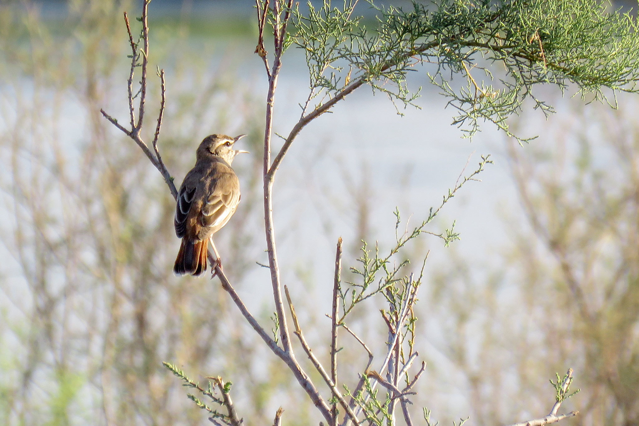 Rufous-tailed Scrub Robin