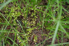 Stellaria media
