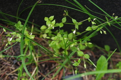 Stellaria media