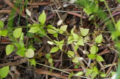 Stellaria media