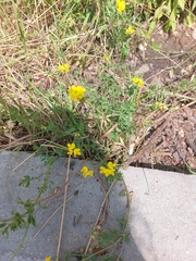 Lotus corniculatus