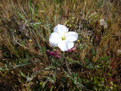 Oenothera acaulis