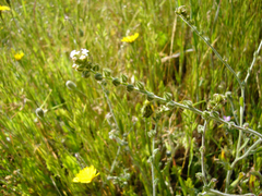 Plagiobothrys procumbens