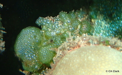 Dictyosphaeria cavernosa