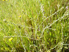 Plagiobothrys procumbens
