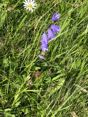 Campanula serrata