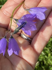 Campanula serrata
