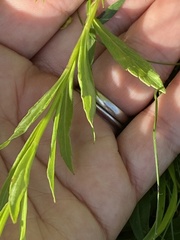 Campanula serrata