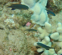 Pycnochromis vanderbilti