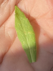 Campanula serrata