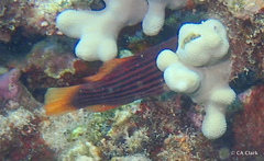 Pseudocheilinus octotaenia