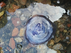Ophiocnemis marmorata