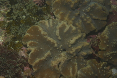 Sinularia brassica