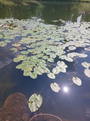 Nuphar lutea