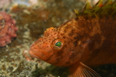 Cirrhitichthys aureus