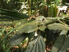 Miconia conosetosa
