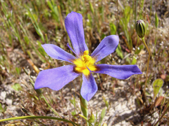 Calydorea xiphioides