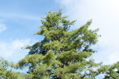 Pinus armandi mastersiana
