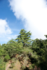 Pinus armandi mastersiana