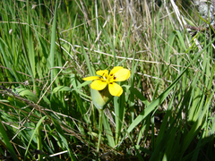 Sisyrinchium graminifolium