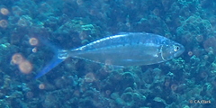 Scomberoides lysan
