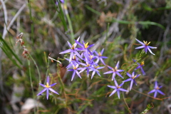 Calectasia intermedia