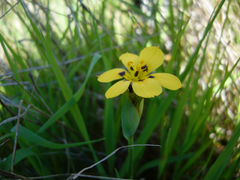 Sisyrinchium graminifolium