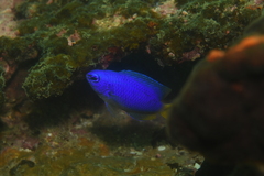 Pomacentrus coelestis