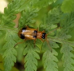 Phyllobrotica quadrimaculata