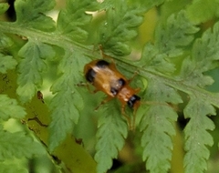 Phyllobrotica quadrimaculata