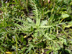Eryngium rostratum