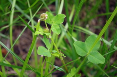 Trifolium hybridum