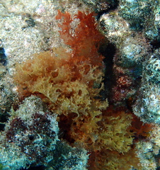 Halymenia
