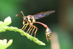 Eustenogaster micans
