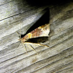 Xanthorhoe spadicearia