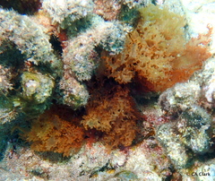 Halymenia