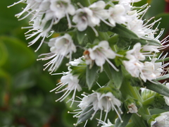 Echium hierrense