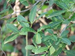 Searsia natalensis