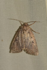 Apterogenum ypsillon