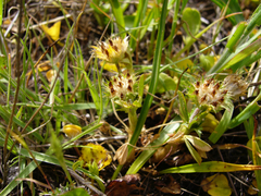 Trifolium microdon
