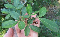 Searsia natalensis