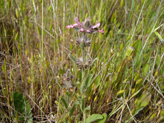 Stachys sericea