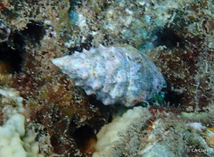 Cerithium echinatum